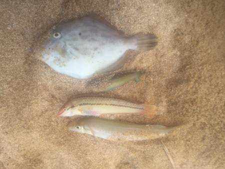 海水浴ついでにちょい投げ